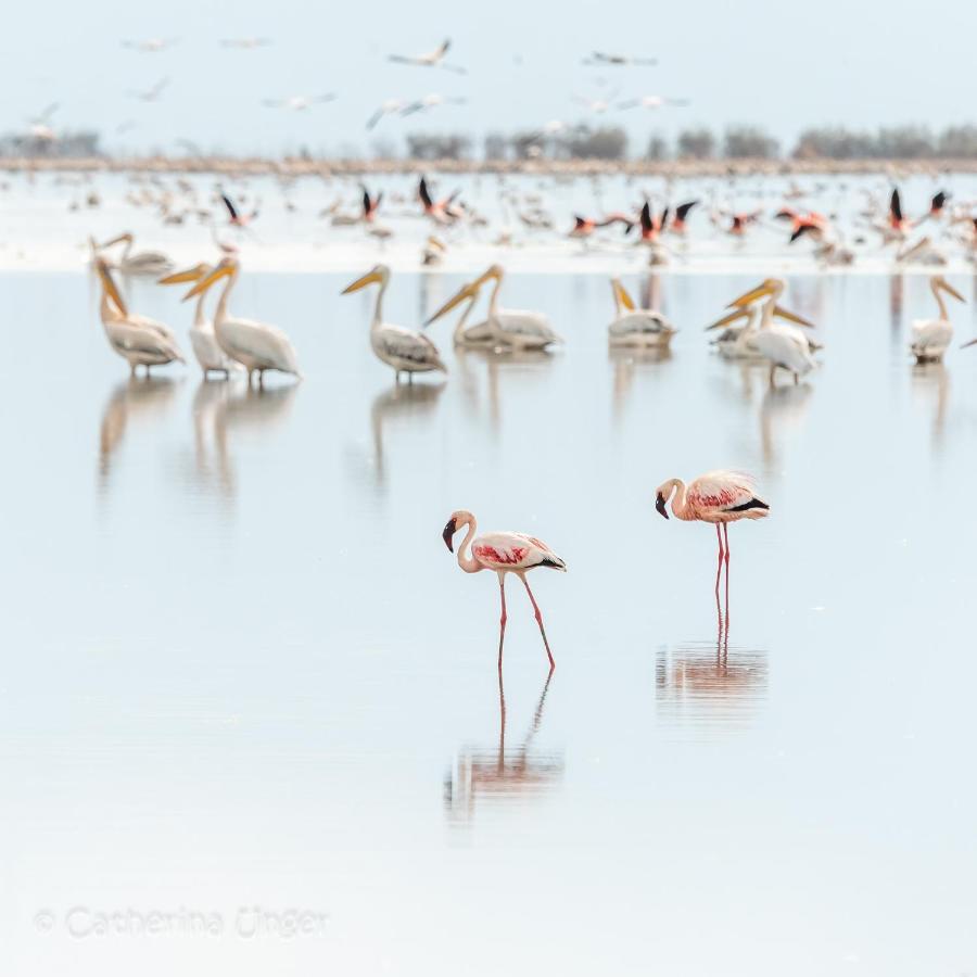 Lake Natron Maasai Giraffe Eco Lodge And Camping Mtowabaga Exteriér fotografie