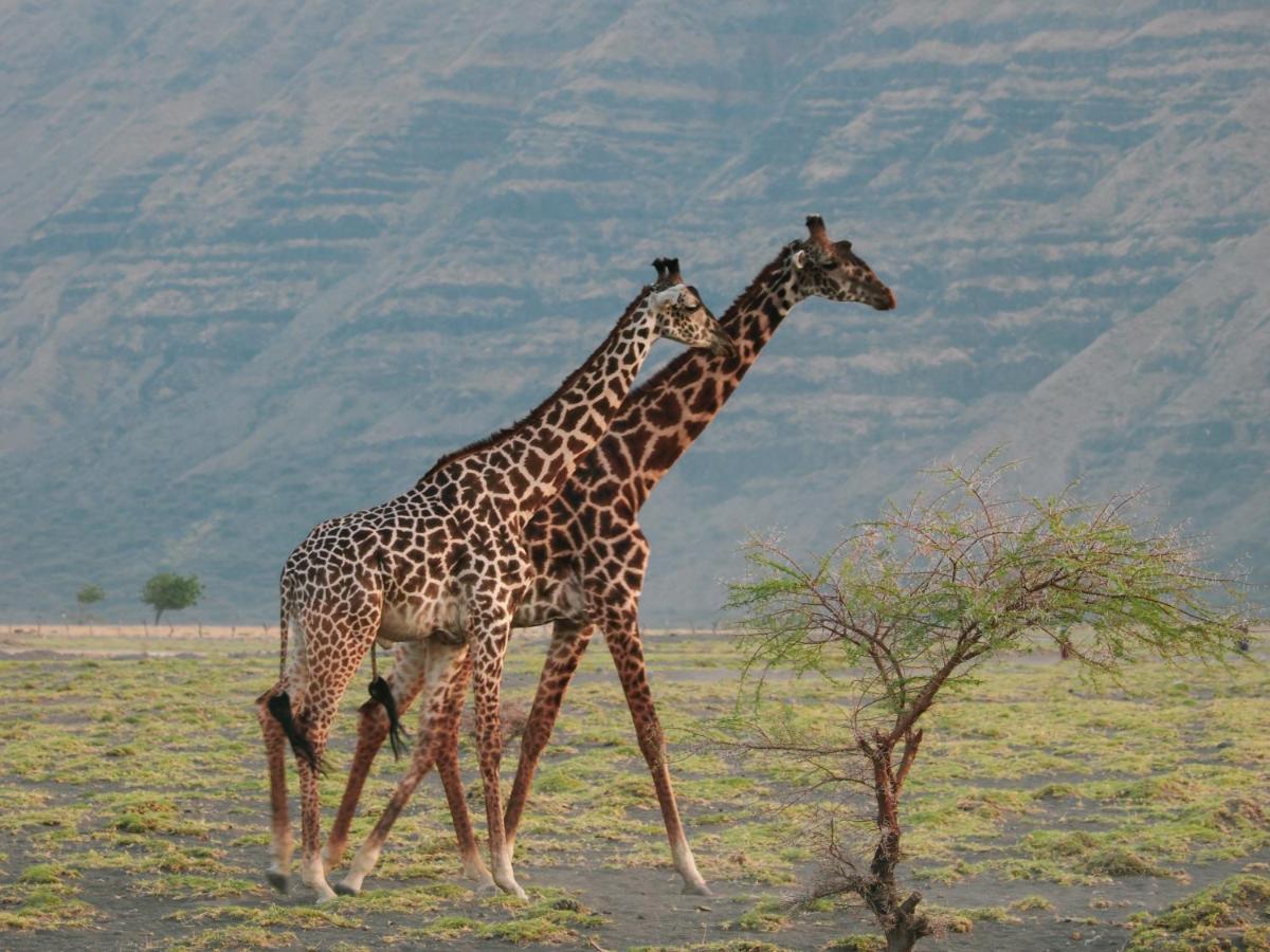 Lake Natron Maasai Giraffe Eco Lodge And Camping Mtowabaga Exteriér fotografie