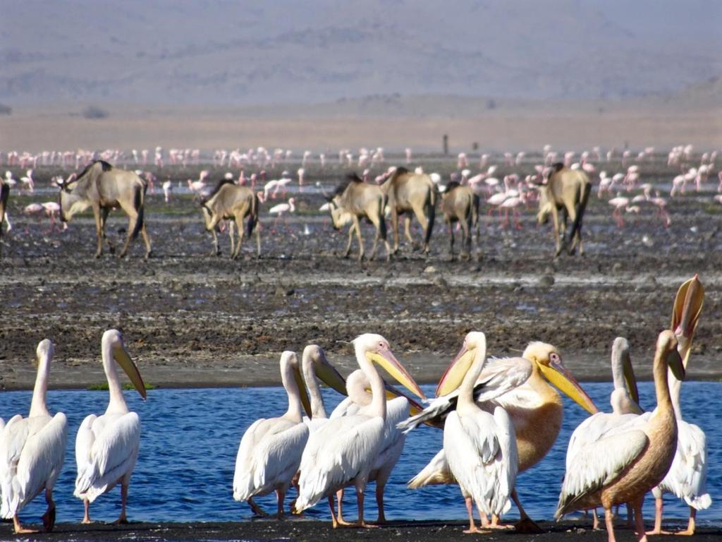 Lake Natron Maasai Giraffe Eco Lodge And Camping Mtowabaga Exteriér fotografie