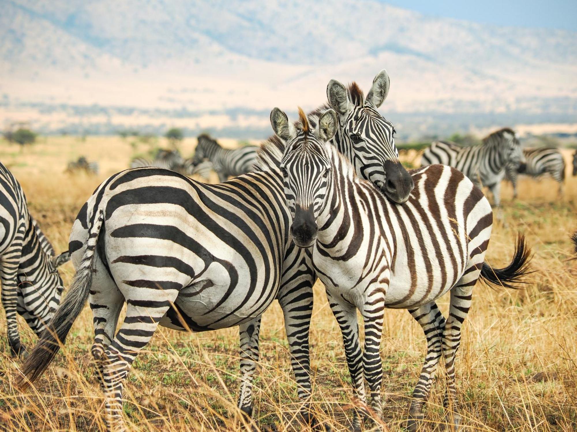 Lake Natron Maasai Giraffe Eco Lodge And Camping Mtowabaga Exteriér fotografie